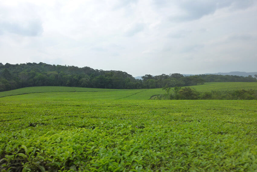 Tea Plantaion for sale in Fort Portal Uganda