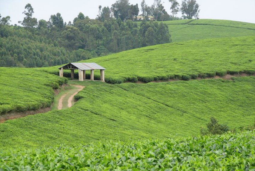 Tea Plantations for Sale in Uganda