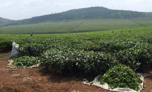 Tea farm for sale in Uganda