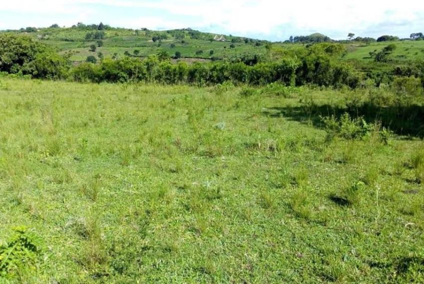 Farmland for sale in Mpigi Butambala Gombe