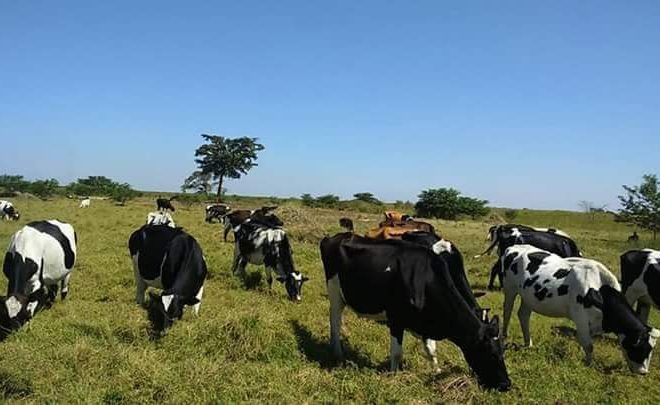 Farmland for sale in Uganda