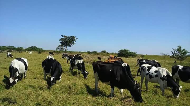 Farmland for sale in Uganda