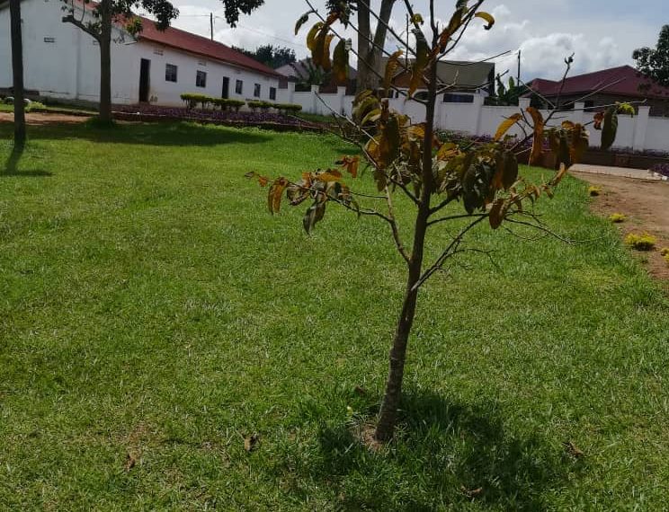 School for sale in Uganda